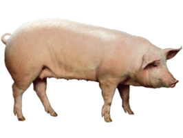 Корма для свиней