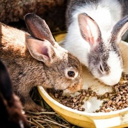 Комбинированные корма для кроликов: преимущества рациона