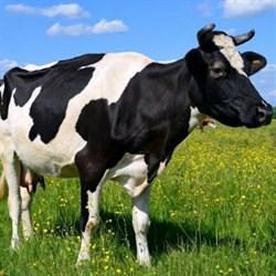 Разработка оптимального рациона для дойной коровы