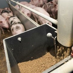 Корма для откорма свиней
